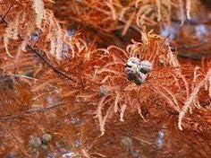 Izaan Fresh 100 шт. Мини-семена секвойи для посадки