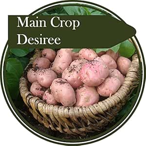 2 кг клубней картофеля сорта «Дезире» – популярный сорт с красной кожурой, дающий отличный урожай крупных картофелин. Отличный кулинарный сорт, хорошо готовится и имеет приятную, нежную текстуру.
