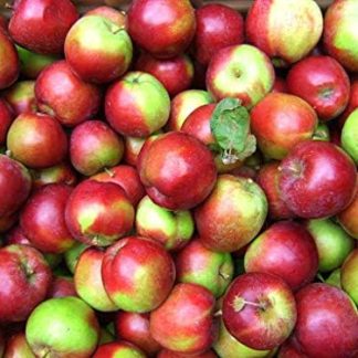 Izaan Fresh 20 шт. кашпо для свежих яблок, красно-зеленые