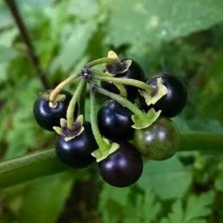 20. Садовая черника / Чудо-ягода (Solanum Nigrum) - очень ароматные и сладкие ягоды.
