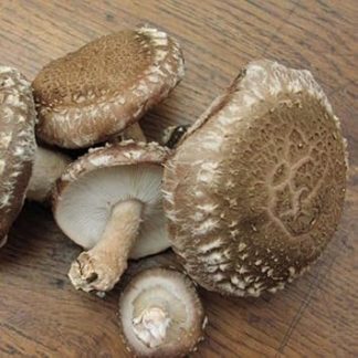 Грибы шиитаке - 30 саженцев - Высокая всхожесть