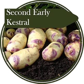 Контейнер для картофеля 2 кг – сорт Kestrel – ранний сорт – дает картофель с привлекательной, плотной кожурой.