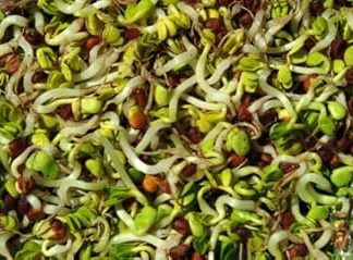 Оптовая продажа * 2000 * Смесь для проращивания * Здоровая смесь * Повелитель питания