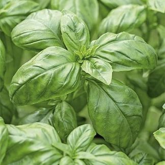 Базилик обыкновенный 1 г - WegAna